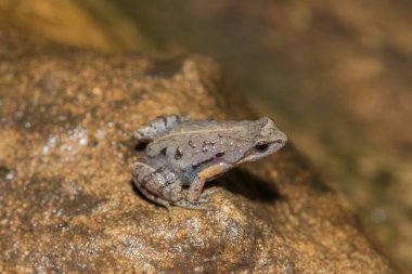 Boettger 'in zarif kurbağası veya sıradan kako (Cacosternum boettgeri)