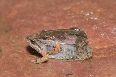 Bronze caco, or bronze dainty frog (Cacosternum nanum) mating clipart