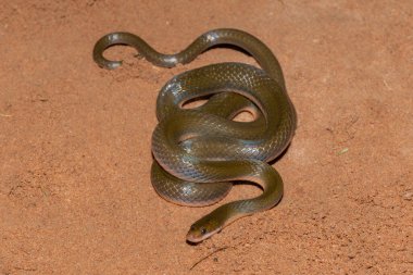 Close-up of a cute common brown water snake (Lycodonomorphus rufulus) clipart