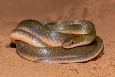 Sevimli bir kahverengi su yılanının (Lycodonomorphus rufulus) yakın çekimi)