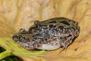 Bubbling Kassina, also known as a Senegal running frog (Kassina senegalensis) mating clipart