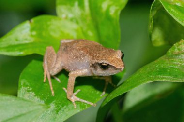 Vahşi doğada şirin çalı gıcırtısı (Arthroleptis wahlbergii)