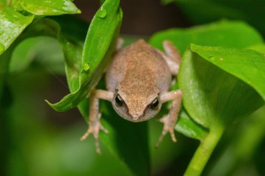 Vahşi doğada şirin çalı gıcırtısı (Arthroleptis wahlbergii)