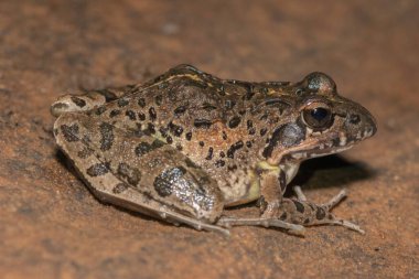 Nehir Kurbağası, Gri Akıntı Kurbağası, Benekli Akış Kurbağası (Strongylopus grayii)