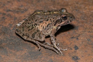 Nehir Kurbağası, Gri Akıntı Kurbağası, Benekli Akış Kurbağası (Strongylopus grayii)