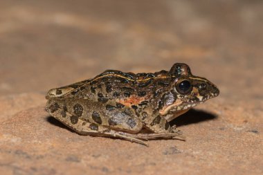 Nehir Kurbağası, Gri Akıntı Kurbağası, Benekli Akış Kurbağası (Strongylopus grayii)