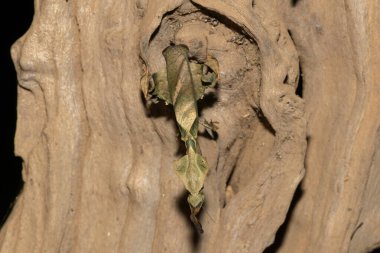 Yaprak benzeri kamuflaj gösteren hayalet peygamberdevesi (Phyllocrania paradoksu)