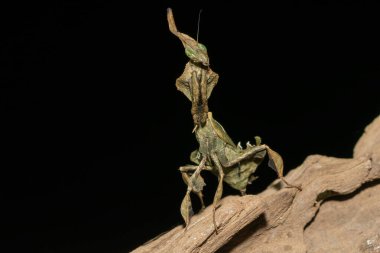 Yaprak benzeri kamuflaj gösteren hayalet peygamberdevesi (Phyllocrania paradoksu)