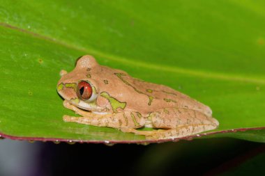 Şirin bir Natal Ormanı Ağacı Kurbağası (Leptopelis natalensis))