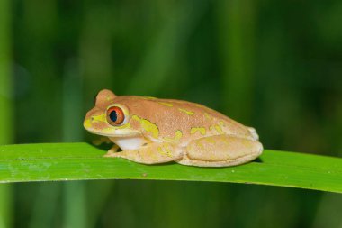 A cute Natal Forest Tree Frog (Leptopelis natalensis) clipart