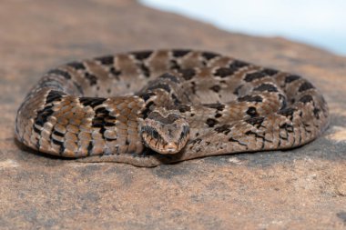 Vahşi doğada güzel, zehirli bir Rhombic gece engereği (Causus rhombeatus) yakın plan.