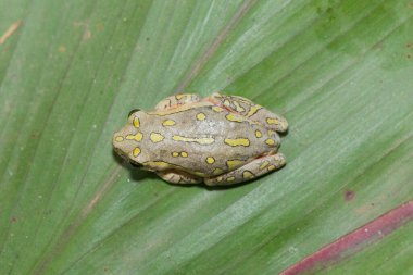 A cute painted reed frog, also called a marbled reed frog (Hyperolius marmoratus) clipart
