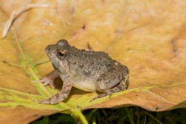 Şirin bir Horlayan Su Kurbağası (Phrynobatrachus natalensis) göletin yanında