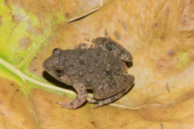 Şirin bir Horlayan Su Kurbağası (Phrynobatrachus natalensis) göletin yanında