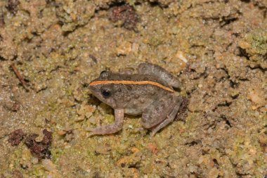 Şirin bir Horlayan Su Kurbağası (Phrynobatrachus natalensis) göletin yanında