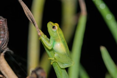 Tatlı bir Lily Reed Kurbağası (Hyperolius pusillus)