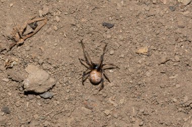 Zehirli bir kahverengi düğme örümceği (Latrodectus geometricus) vahşi doğada ağıyla