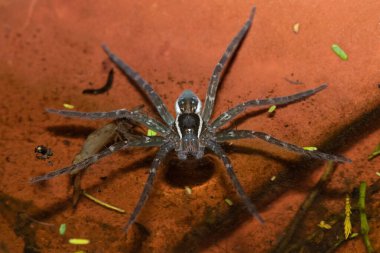 Güzel bir Radiatolineatus balık yiyen örümceğinin (Nilus radiatolineatus) sığ bir su havuzu üzerindeki yakın çekimi