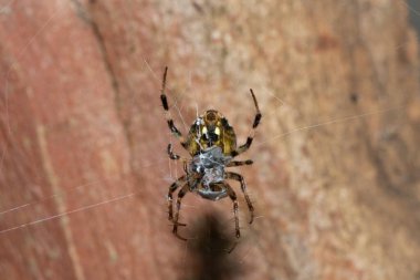 Güzel kıllı bir tarla örümceği (Neoscona sp.) Avını ağıyla besliyor.