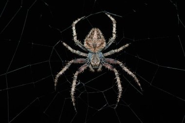 Güzel kıllı bir tarla örümceği (Neoscona sp.) Ağ üzerinde