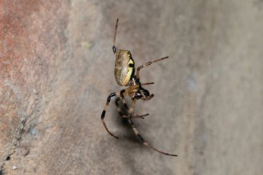 Sıcak bir yaz akşamında güzel bir Afrika keşiş örümceği (Nephilingis cruentata) ağıyla
