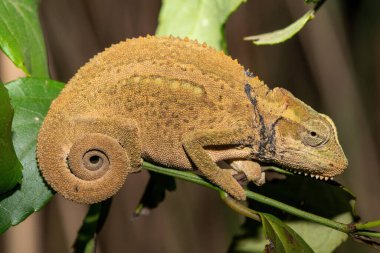 Midlands Cüce Bukalemun Kompleksi (Kompleks Bradypodion melanocephalum)