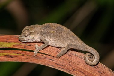 Midlands Cüce Bukalemun Kompleksi (Kompleks Bradypodion melanocephalum)