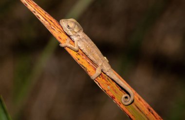 Midlands Cüce Bukalemun Kompleksi (Kompleks Bradypodion melanocephalum)