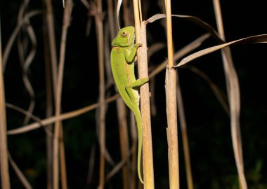 Flep boyunlu bukalemun (bayağı dilepis)