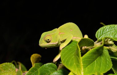 Flap-necked chameleon (Chamaeleo dilepis) clipart