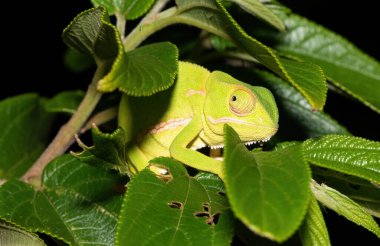 Flep boyunlu bukalemun (bayağı dilepis)