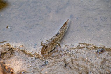 Sevimli bir çamur kaptanı (Periophthalmus kalolo)