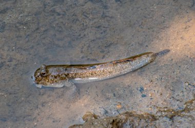 Sevimli bir çamur kaptanı (Periophthalmus kalolo)