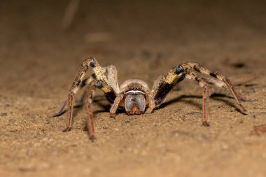 Yaygın bir yağmur örümceği (Palystes superciliosus))