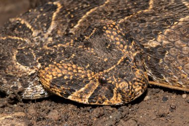 Güçlü bir sitotoksik Puff Adder 'ın (Bitis arietans)