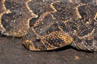 Güçlü bir sitotoksik Puff Adder 'ın (Bitis arietans)