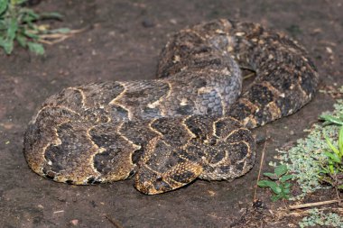 Güçlü bir sitotoksik Puff Adder 'ın (Bitis arietans)