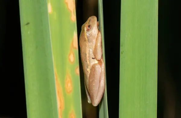 stock image Yellow-striped Reed Frog (Hyperolius semidiscus)