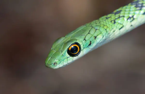 stock image Close-up of a cute adult spotted bush snake (Philothamnus semivariegatus)