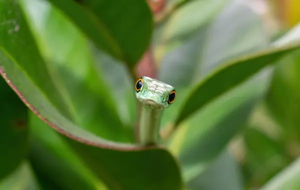 stock image Close-up of a cute adult spotted bush snake (Philothamnus semivariegatus)