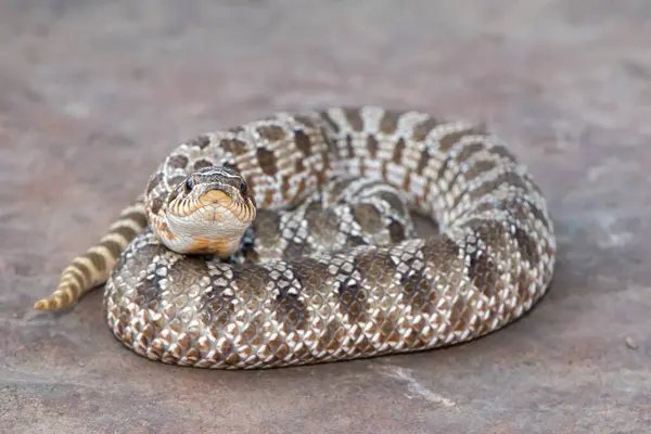 stock image Close-up of a cute Western hognose snake (Heterodon nasicus)