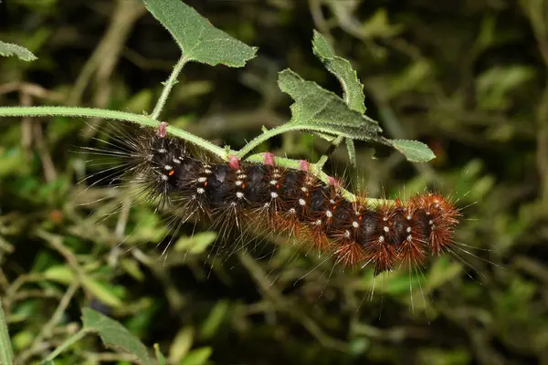 Hairy caterpillar eating a plant during the evening