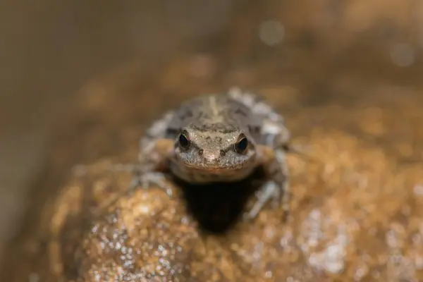 stock image Boettger's dainty frog, or common caco (Cacosternum boettgeri)