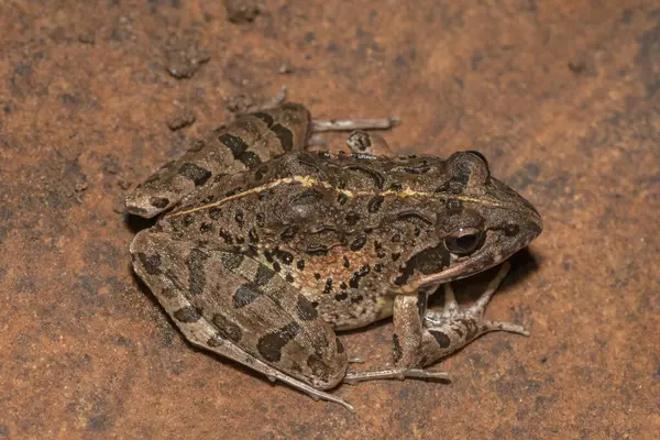 stock image Clicking Stream Frog, Grays Stream Frog, Spotted Stream Frog (Strongylopus grayii)