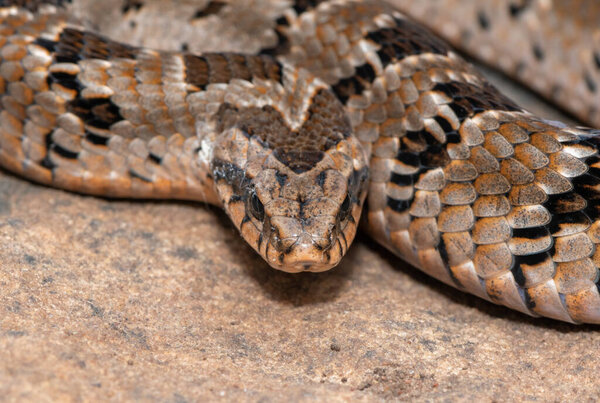 Крупный план красивого ядовитого ромбического ночного гадюки (Causus rhombeatus) в дикой природе