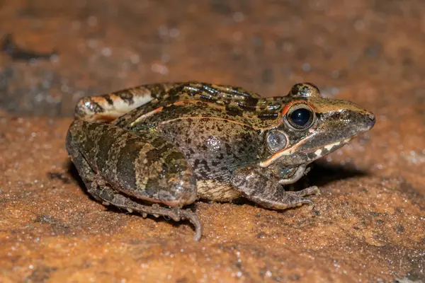 Güzel bir yetişkin Sivri Burunlu Çim Kurbağası (Ptychadena oxyrhynchus)