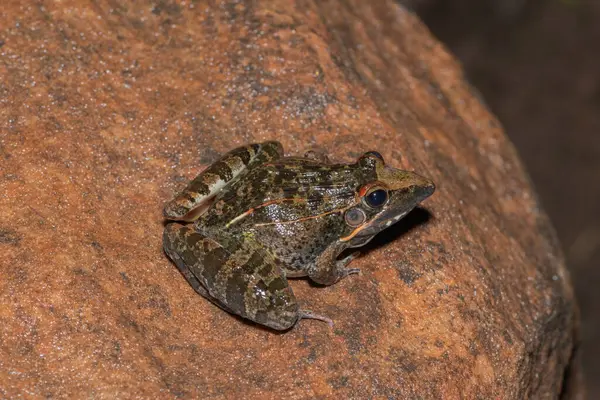 Güzel bir yetişkin Sivri Burunlu Çim Kurbağası (Ptychadena oxyrhynchus)