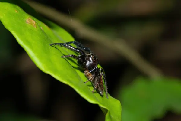 Close-up of a cute African Jumping Spider (Thyenula sp) foraging during a warm summer\'s evening