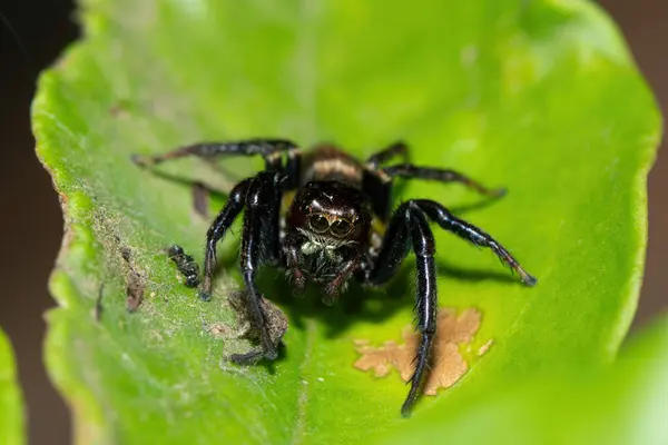 Close-up of a cute African Jumping Spider (Thyenula sp) foraging during a warm summer\'s evening