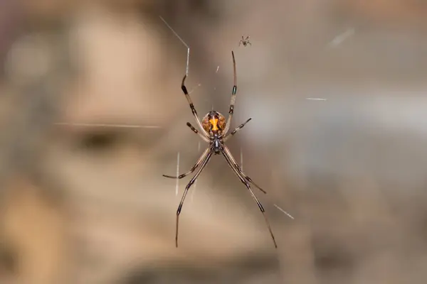 stock image A venomous Brown Button spider (Latrodectus geometricus) on its web in the wild